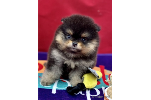 成約済の茨城県のポメラニアン-148886の3枚目